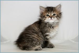 Female Siberian Kitten from Deedlebug Siberians